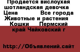 Продается вислоухая шотландская девочка › Цена ­ 8 500 - Все города Животные и растения » Кошки   . Пермский край,Чайковский г.